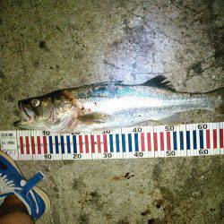 常夜灯ナイトシーバス